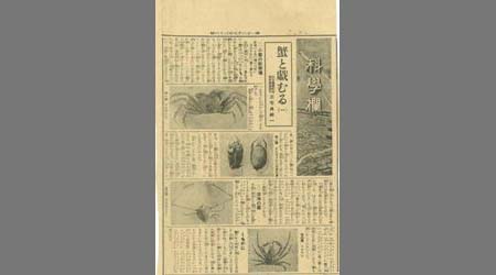 新聞切抜(紙名不明) 蟹と戯むる 4枚